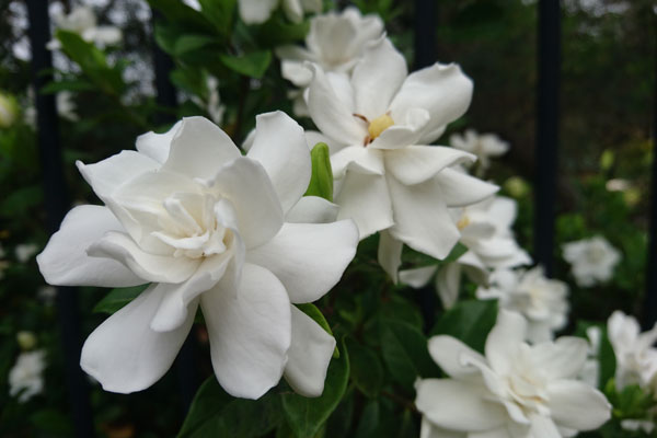 Gardenia Pianta Molto Esigente Dai Profumati Fiori Bianchi