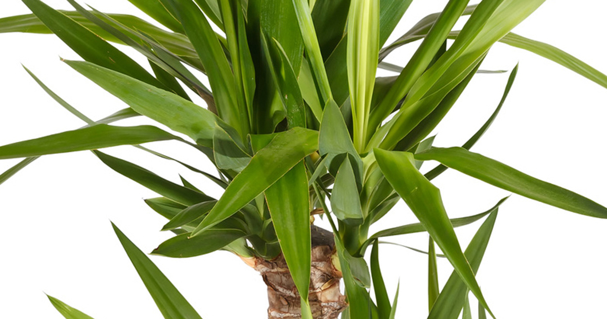 Tronchetto della felicità il rinvaso fai da te in giardino Come potare il tronchetto della felicità