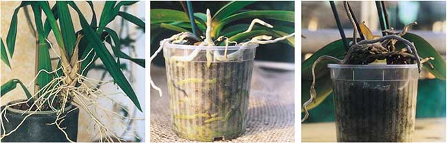 radici orchidea