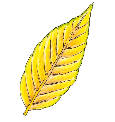 foglie-gialle
