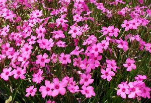 oxalis