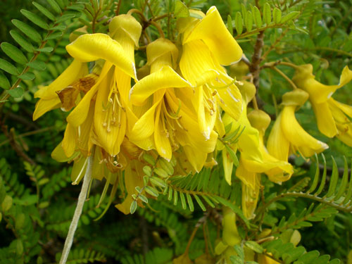 sofora fiore giallo
