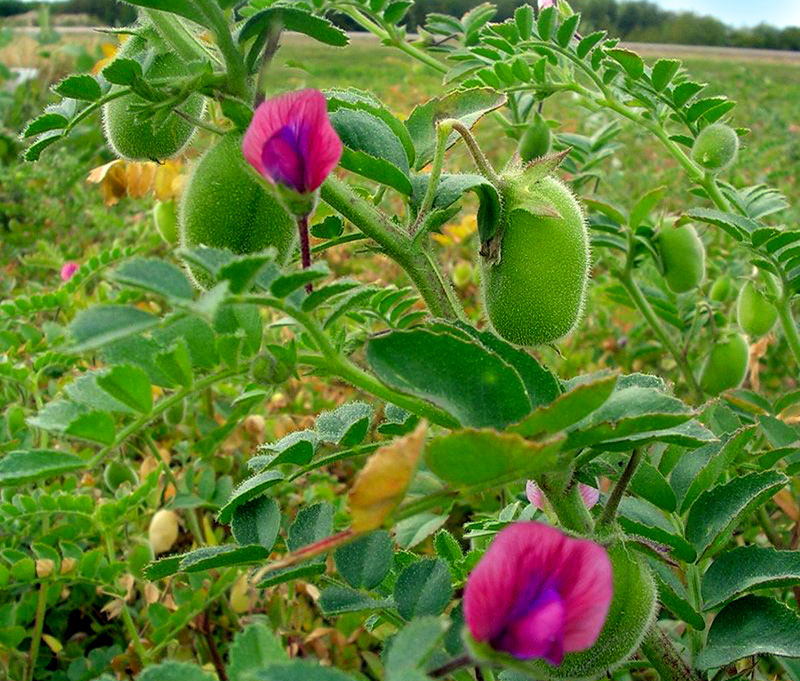 Ceci Coltivazione, semina, concimazione e cure Fai da te in giardino