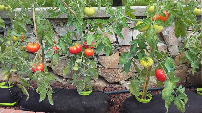 coltivare pomodori sul terrazzo