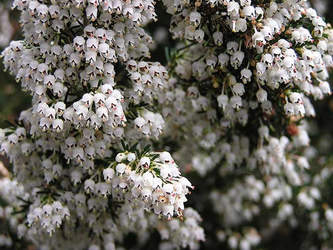 erica arborea