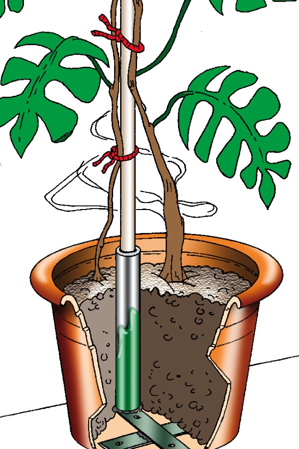 40 Clip Di Supporto Per Piante Rampicanti, Tutori In Plastica Per Fusti, Low Stress Training, Per Pomodori E Fiori, Rosse E Verdi