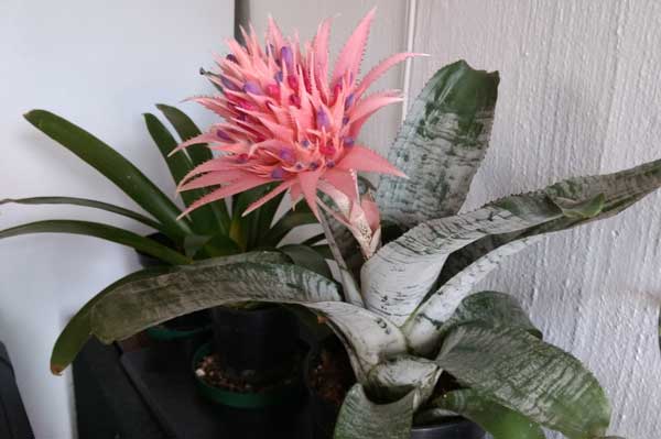Aechmea fasciata