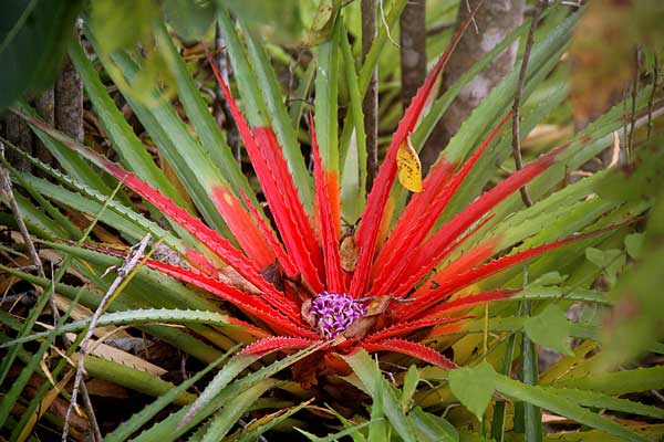 Bromelia balansae