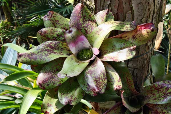 Neoregelia concentrica