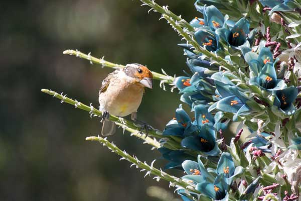 Puya alpestris