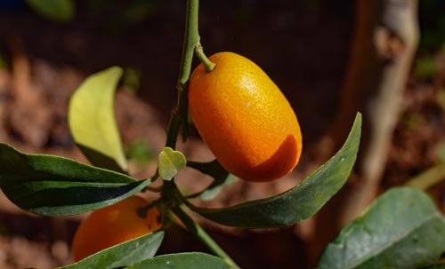 Kumquat frutto