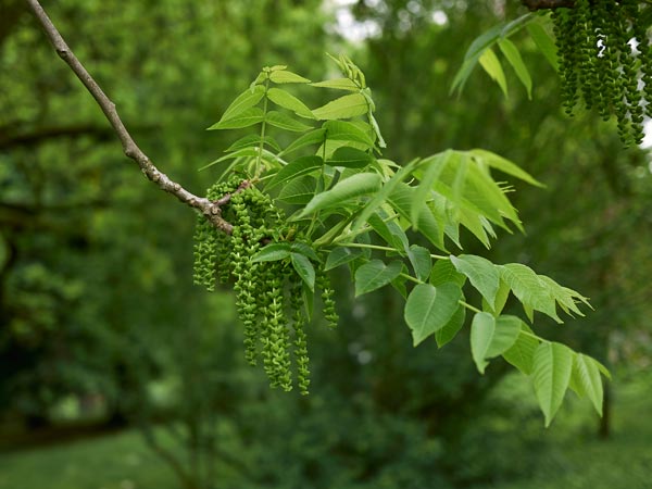 Juglans nigra