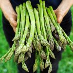 Coltivare asparagi | La struttura, i tempi e le cure