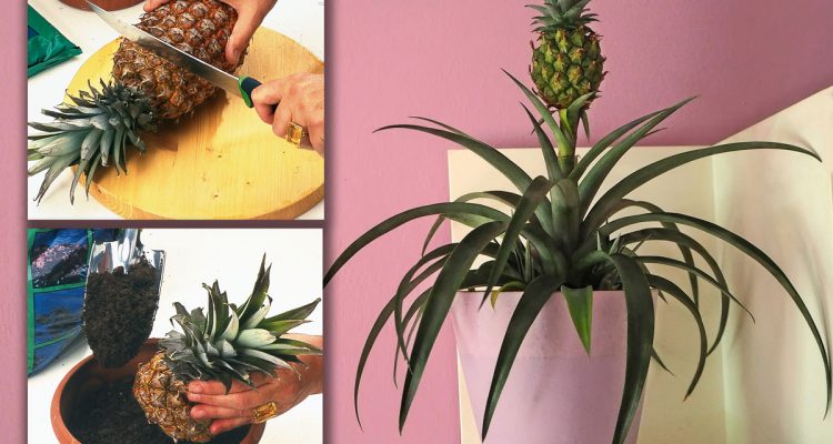 pianta ananas