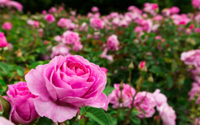 rosa
