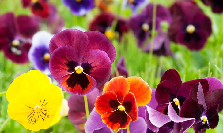 Viola | Le varietà e i colori: ecco come coltivarla