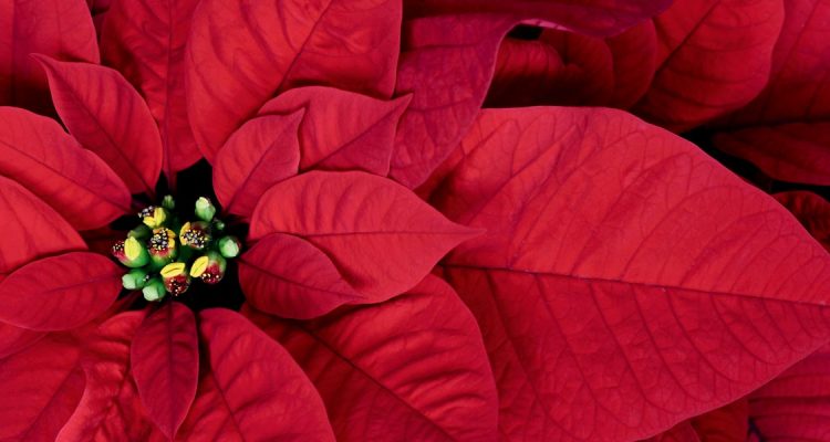 Stella Di Natale Rossa.Stella Di Natale Euphorbia Pulcherrima Fai Da Te In Giardino