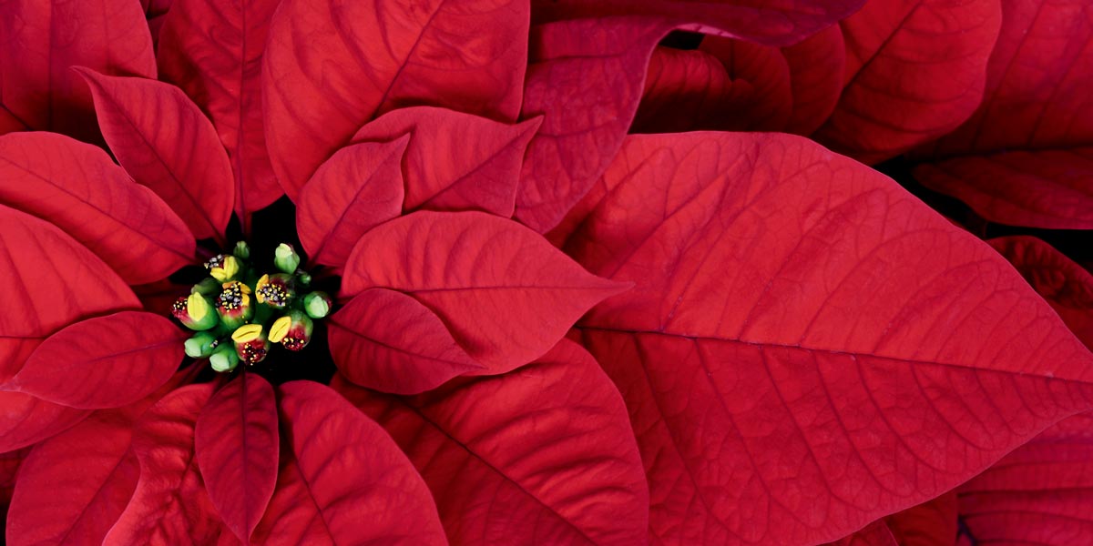 Foto Stella Di Natale Rossa.Stella Di Natale Euphorbia Pulcherrima Fai Da Te In Giardino