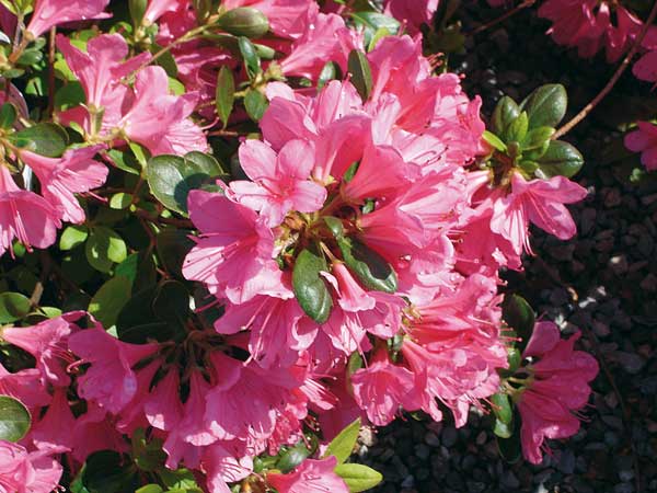 azalea balconate fiorite