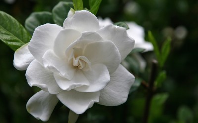 gardenia