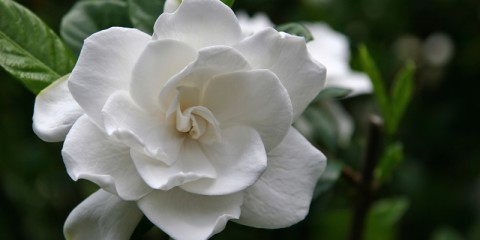 gardenia