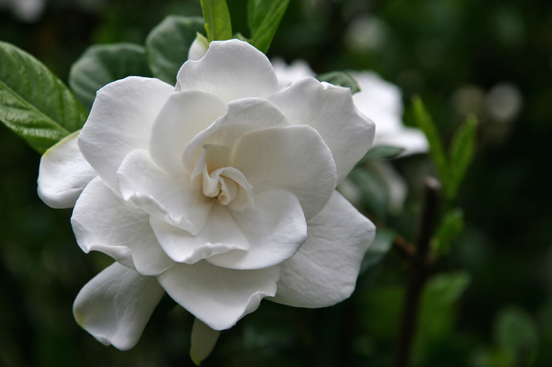 Gardenia Pianta Molto Esigente Dai Profumati Fiori Bianchi