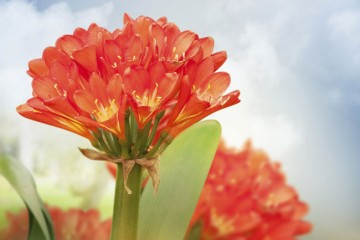 CLIVIA