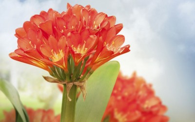 CLIVIA
