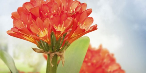 CLIVIA