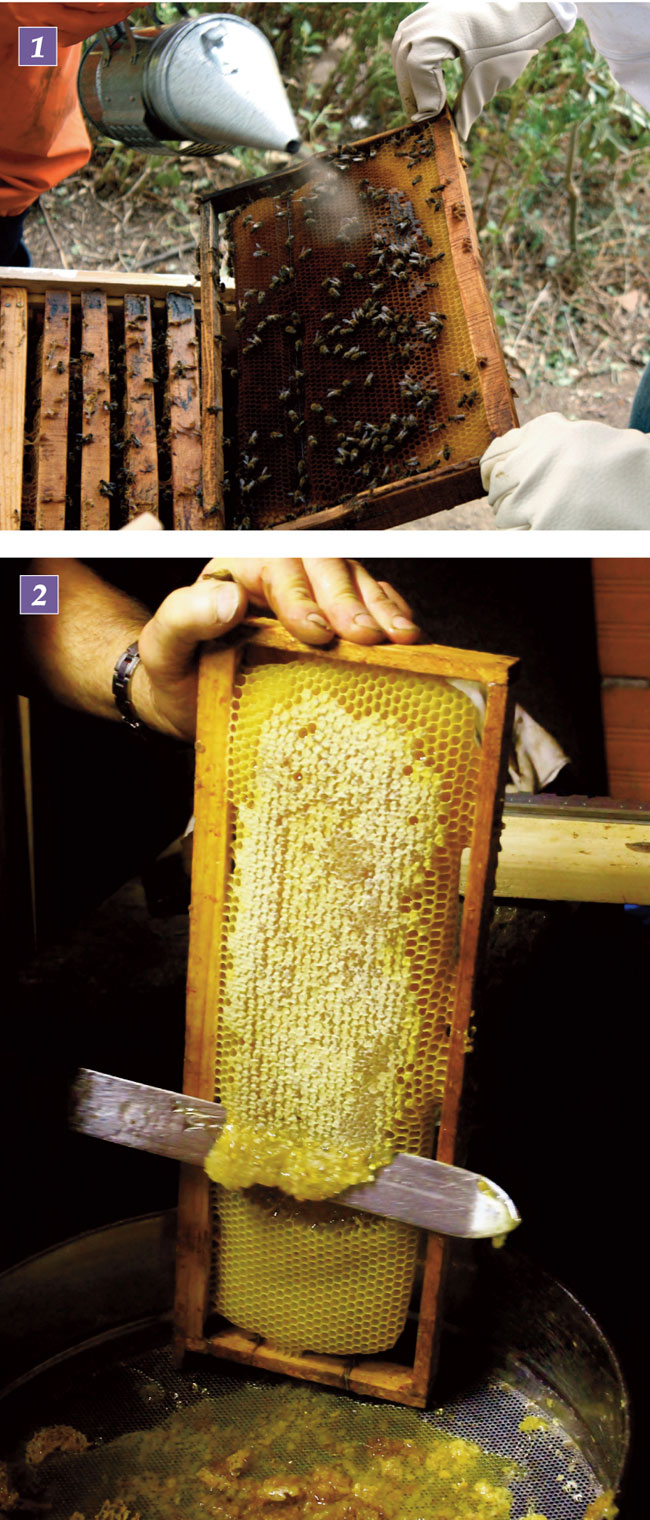 apicoltura, allevare api, apiario, allevamento api, arnie per api, materiale apistico, alveari, miele, farsi il miele