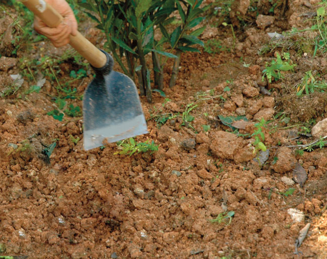 attrezzi a manico lungo, zappa, vanga, scopa metallica, attrezzi da giardino, forca, sarchiatore