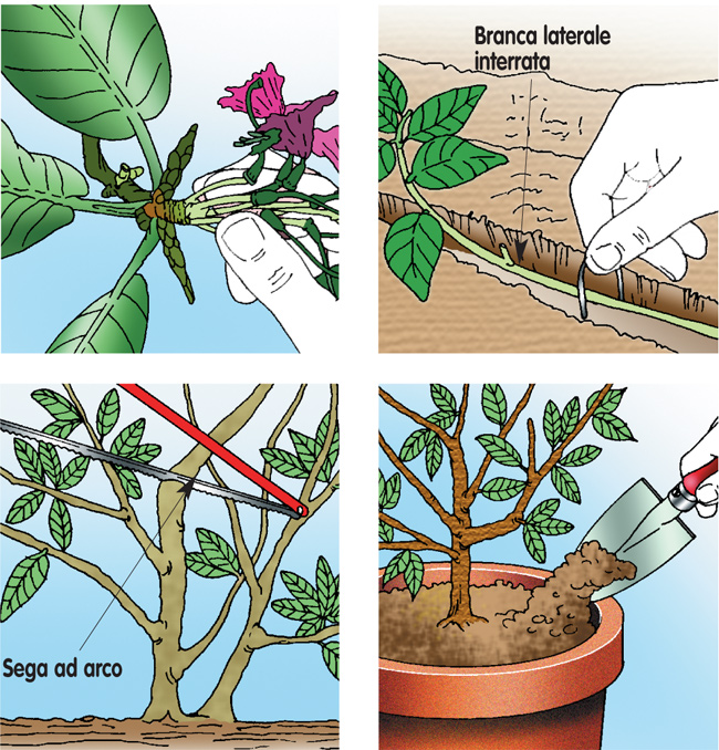 azalee, azalea, coltivare le azalee, coltivazione azalea, azalea cura, azalea japonica, azalea pianta, rododendro, 