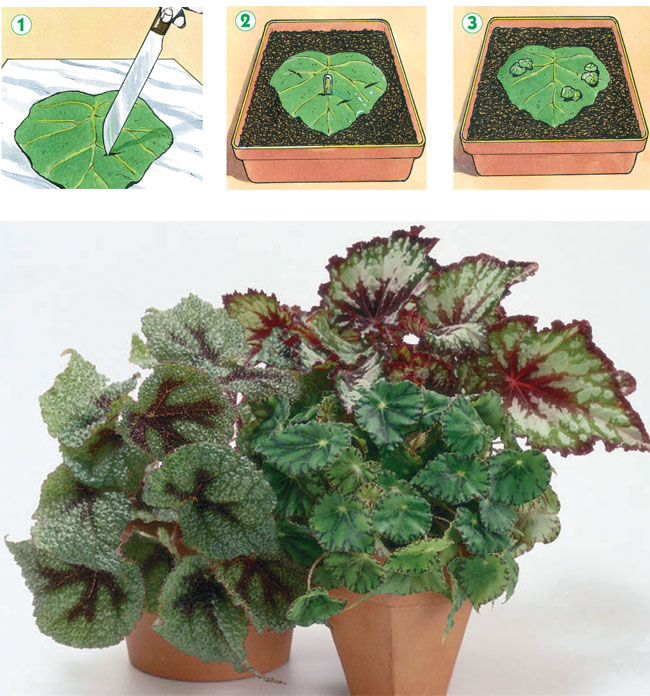 begonia, begonie, begonia rex, begonia pendula, begonia gigante, begonia cura, begonia semperflorens, begonia elatior, begonia coltivazione, talea di begonia