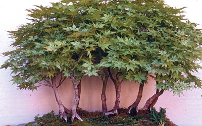 bonsai