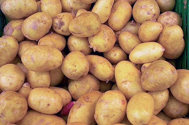 Coltivare patate