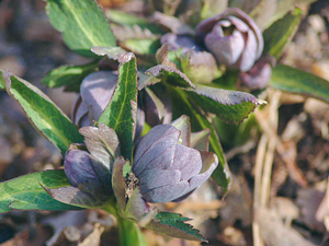 elleboro-Helleborus-Purpurascens