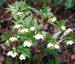 elleboro-Helleborus-argutifolius