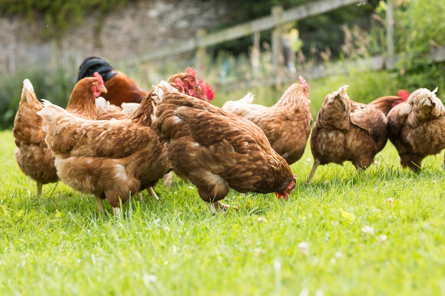 Galline Ovaiole E Pulcini Guida Completa Allallevamento