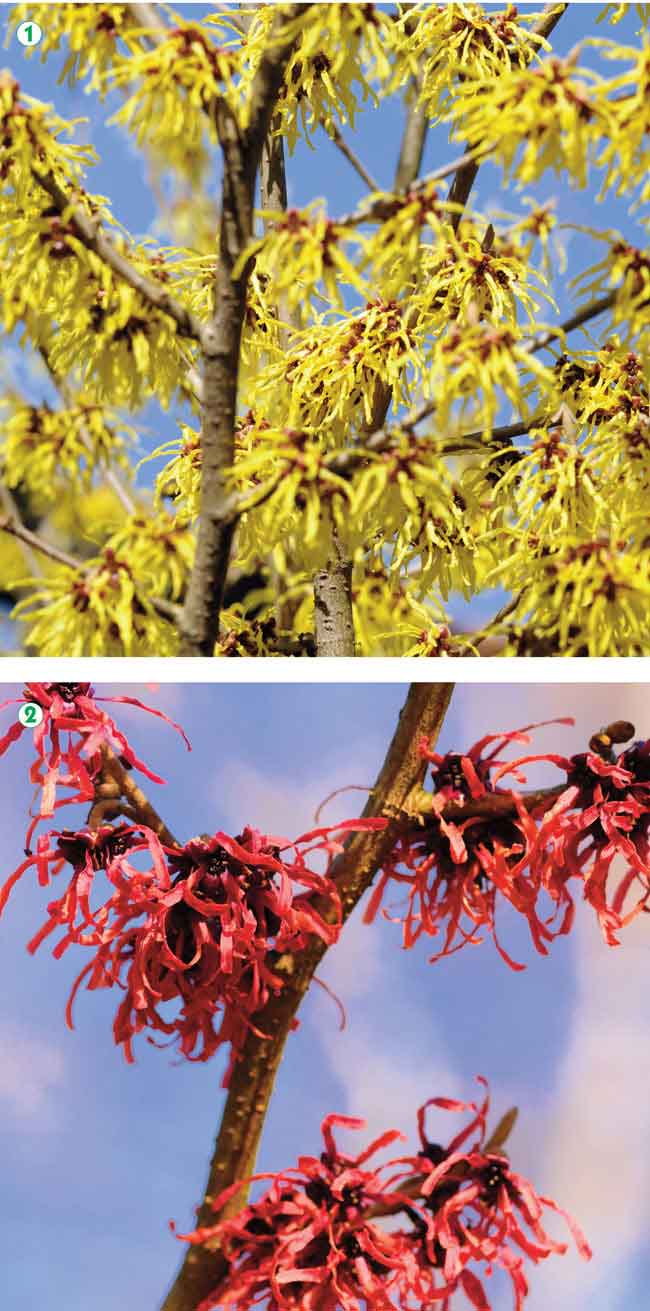 hamamelis, amamelide, amamelidi, Jelena De Belder, coltivare l'hamamelis, pianta hamamelis, cure hamamelis, hamamelis varietà, hamamelis in giardino 