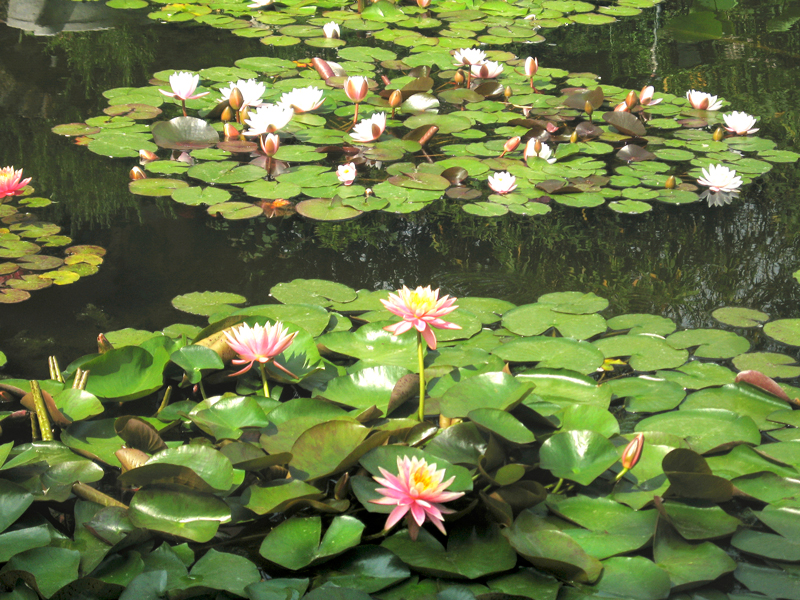 Giardino con laghetto, splendore tra ninfee, cascatelle e arredi