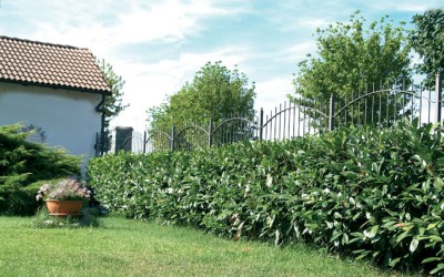 lauroceraso