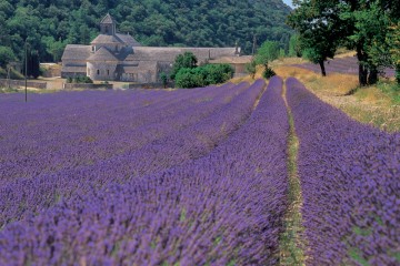 lavanda