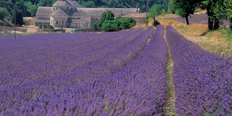 lavanda