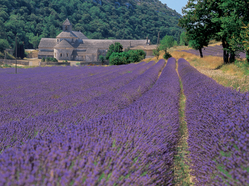 lavanda