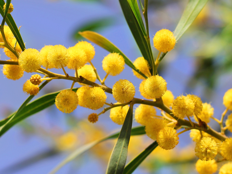 Mimosa | L'Acacia dealbata simbolo della festa della donna