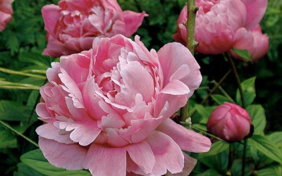 peonia