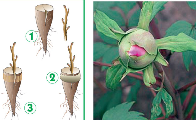 riproduzione peonia arborea