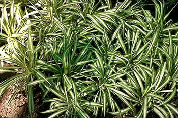 Piante antismog fai da te in giardino Piante contro l umidità