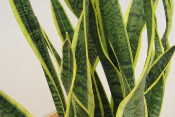 sanseveria