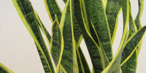 sanseveria